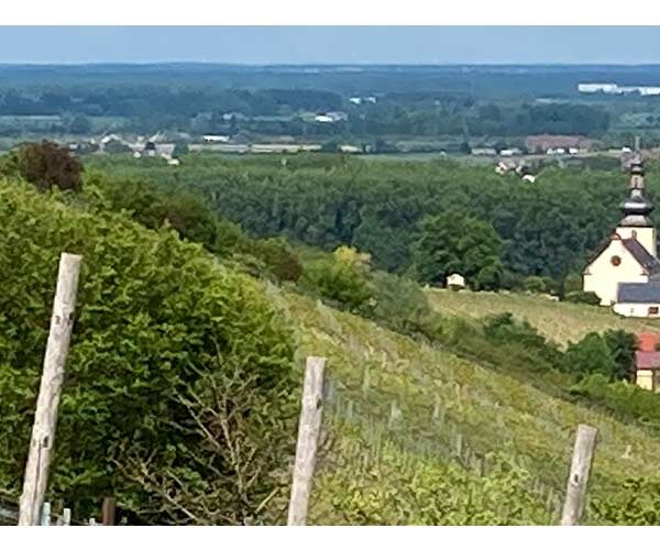 hilly vineyard with rows of grapevines and posts, distant village with a church, and a louis guntrum wine bottle on the right.